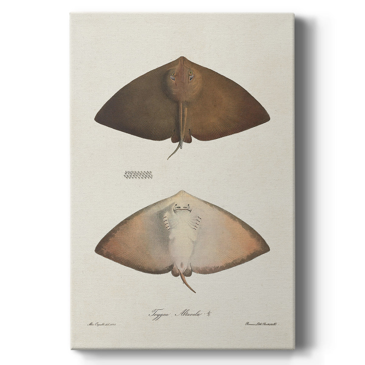 Antique Rays II - Canvas Art Print