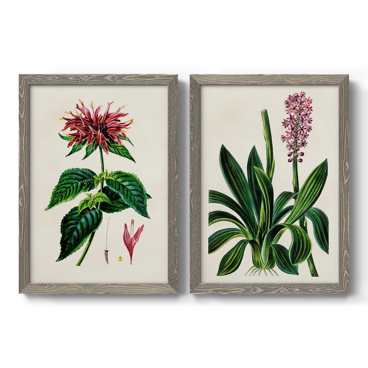 Antique Floral Folio I - Premium Framed Canvas 2 Piece Set - Ready to Hang