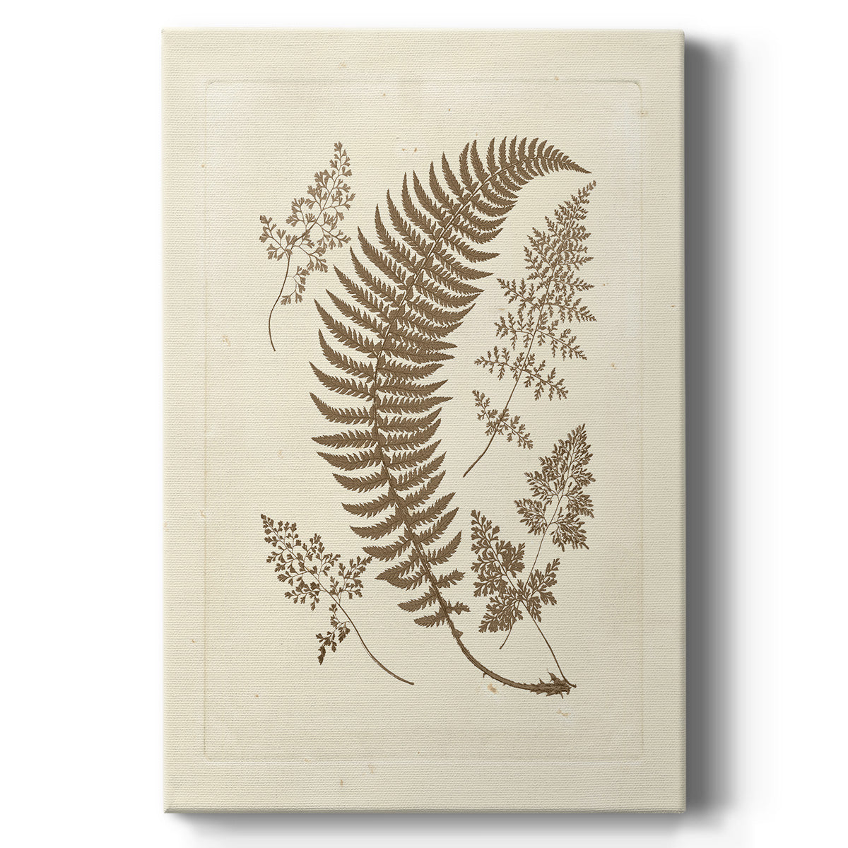 Sepia Ferns IV - Canvas Art Print