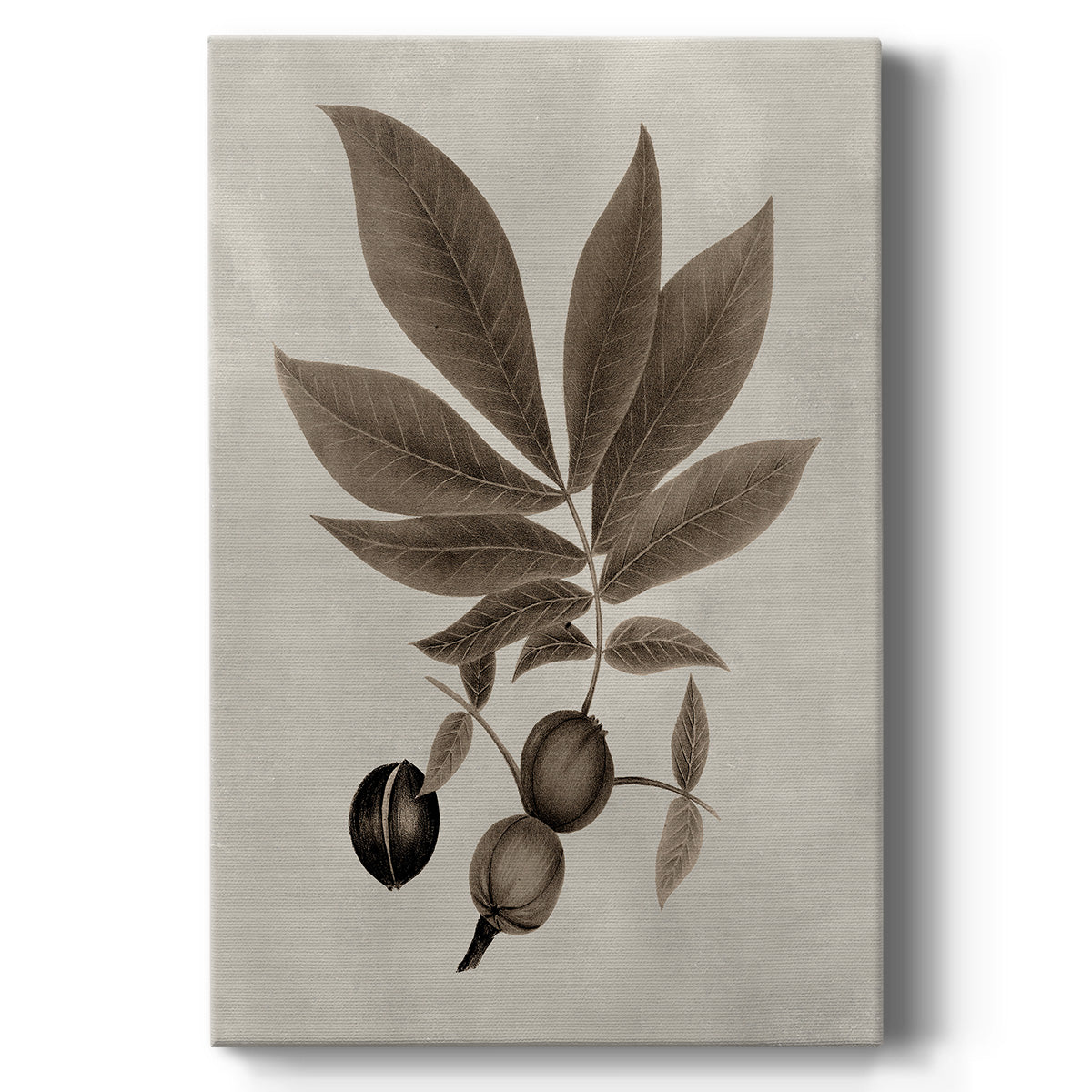 Arbor Specimen VI - Canvas Art Print