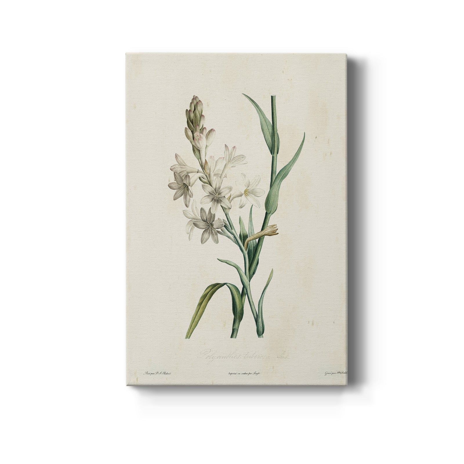 Traditional Botanical IV - Canvas Art Print