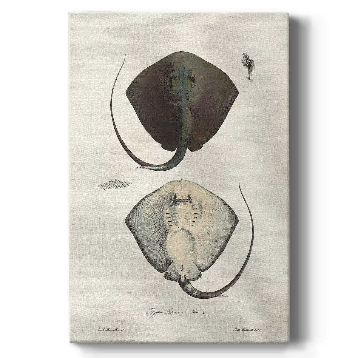 Antique Rays III - Canvas Art Print