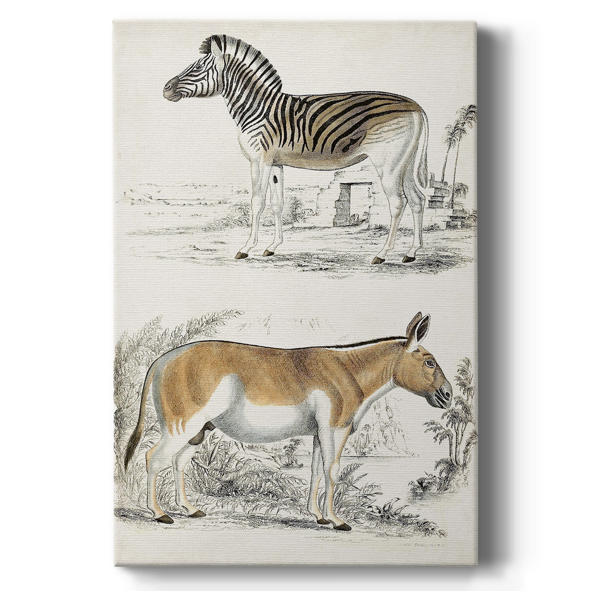 Journal of Natural History V - Canvas Art Print