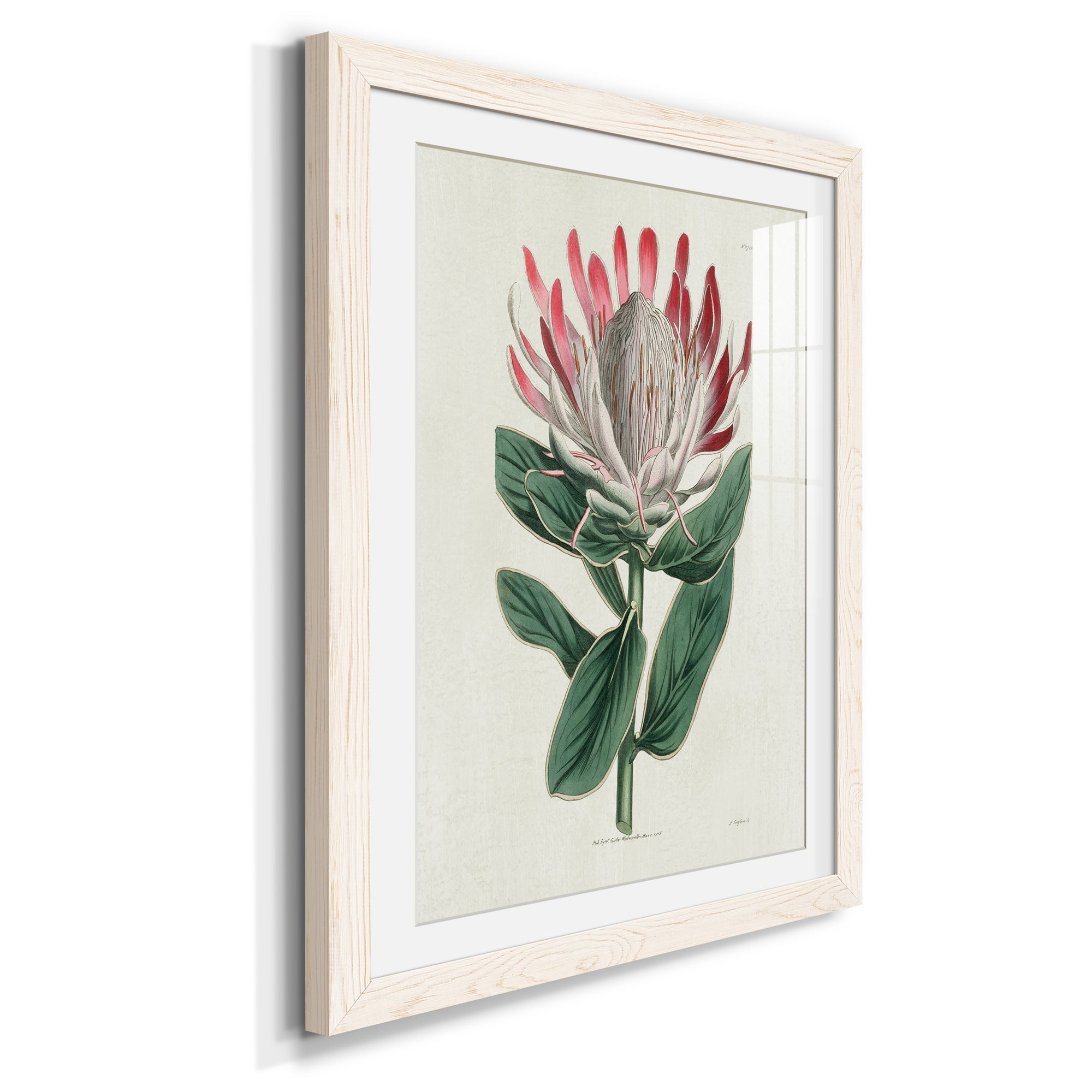 Protea N13 - Barnwood Framed Art Print