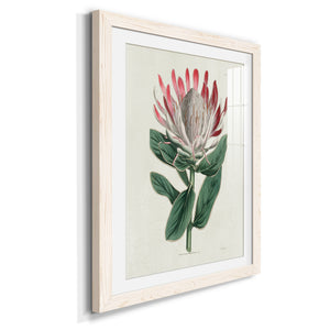 Protea N13 - Barnwood Framed Art Print