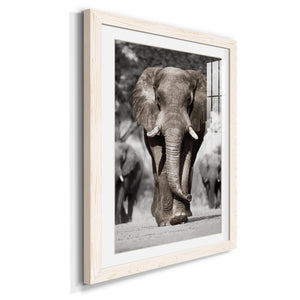 Botswana Patriarch - Barnwood Framed Art Print