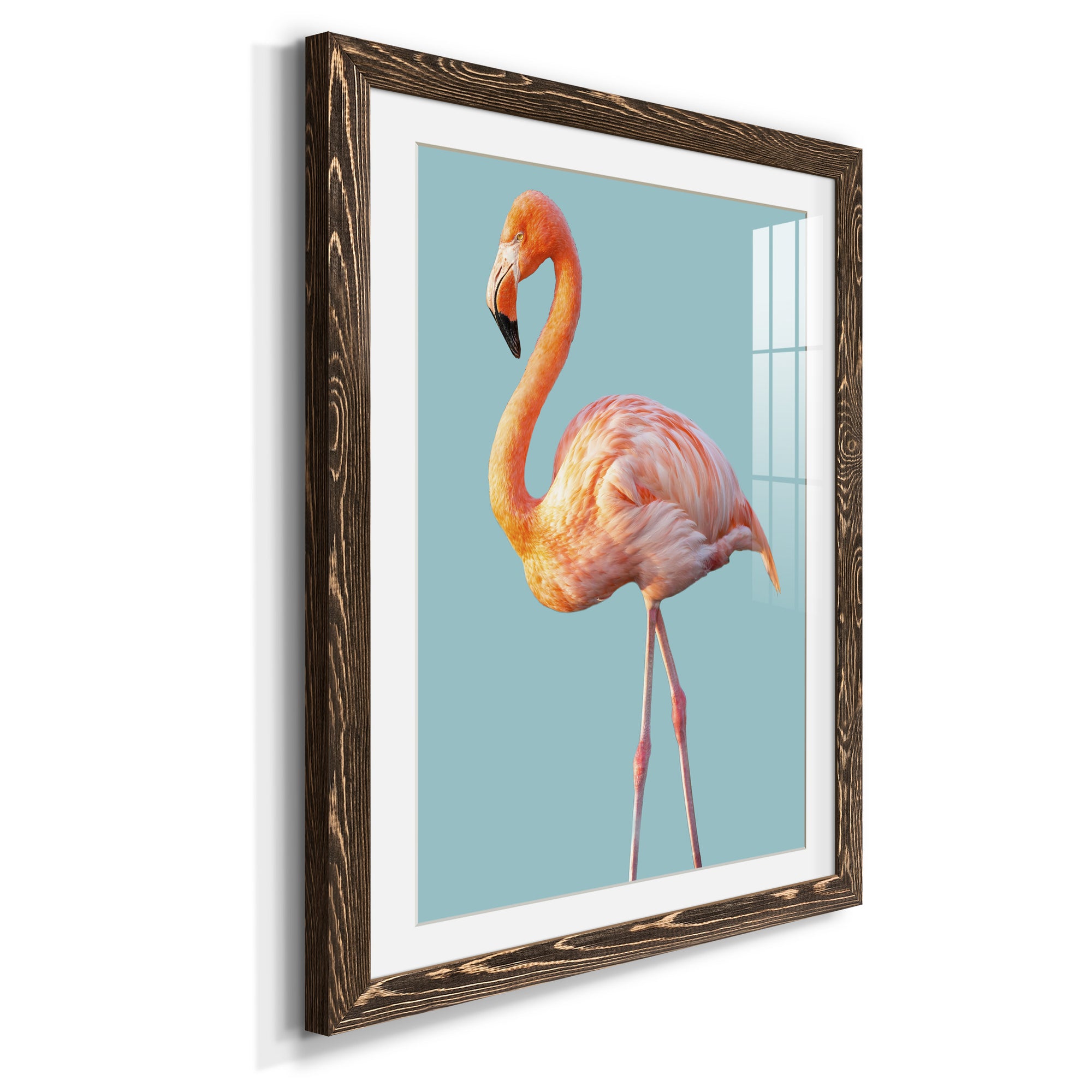 Flamingo - Barnwood