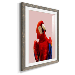 Honduras Wildlife - Barnwood