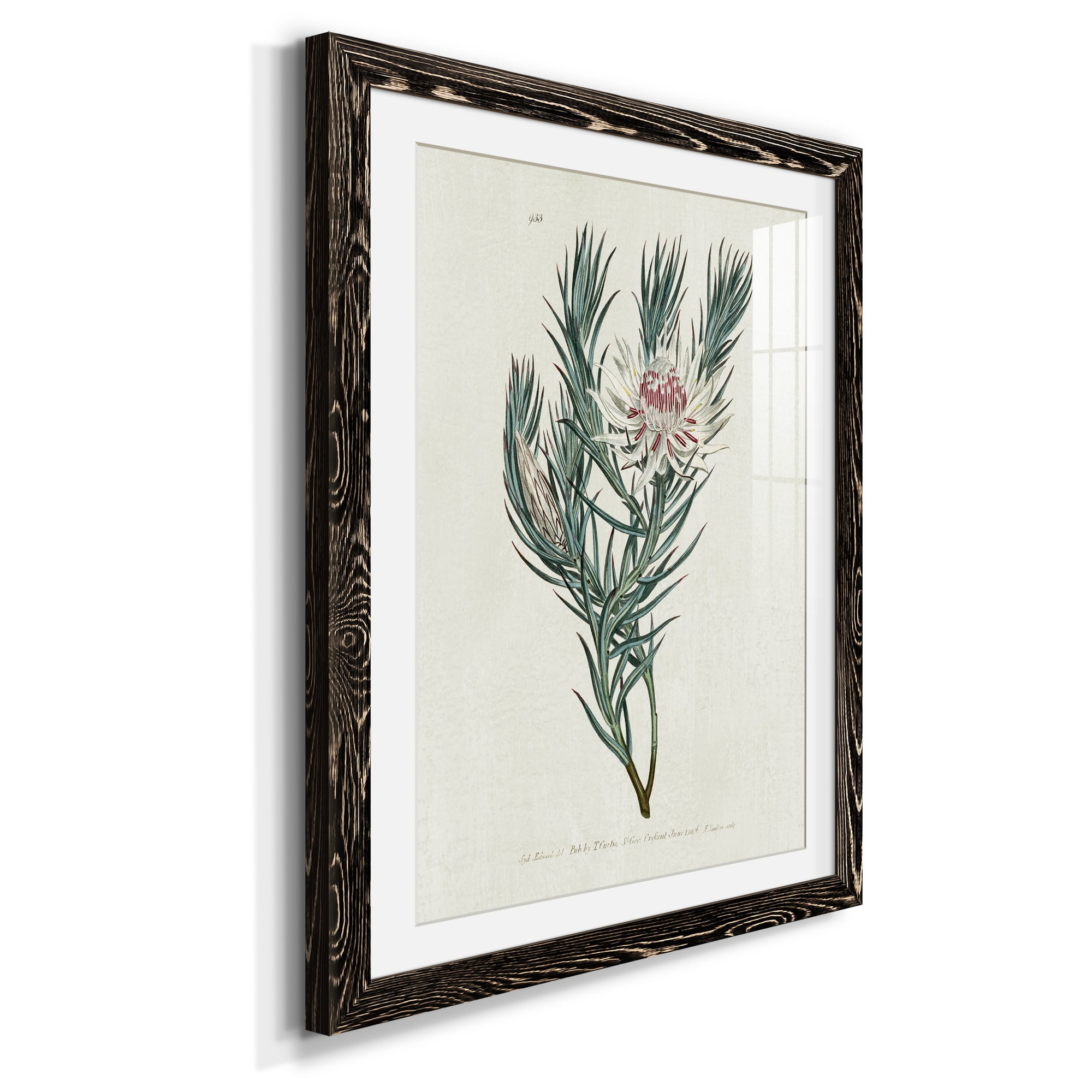 Protea N33 - Barnwood Framed Art Print