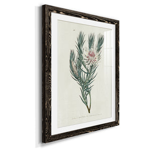Protea N33 - Barnwood Framed Art Print
