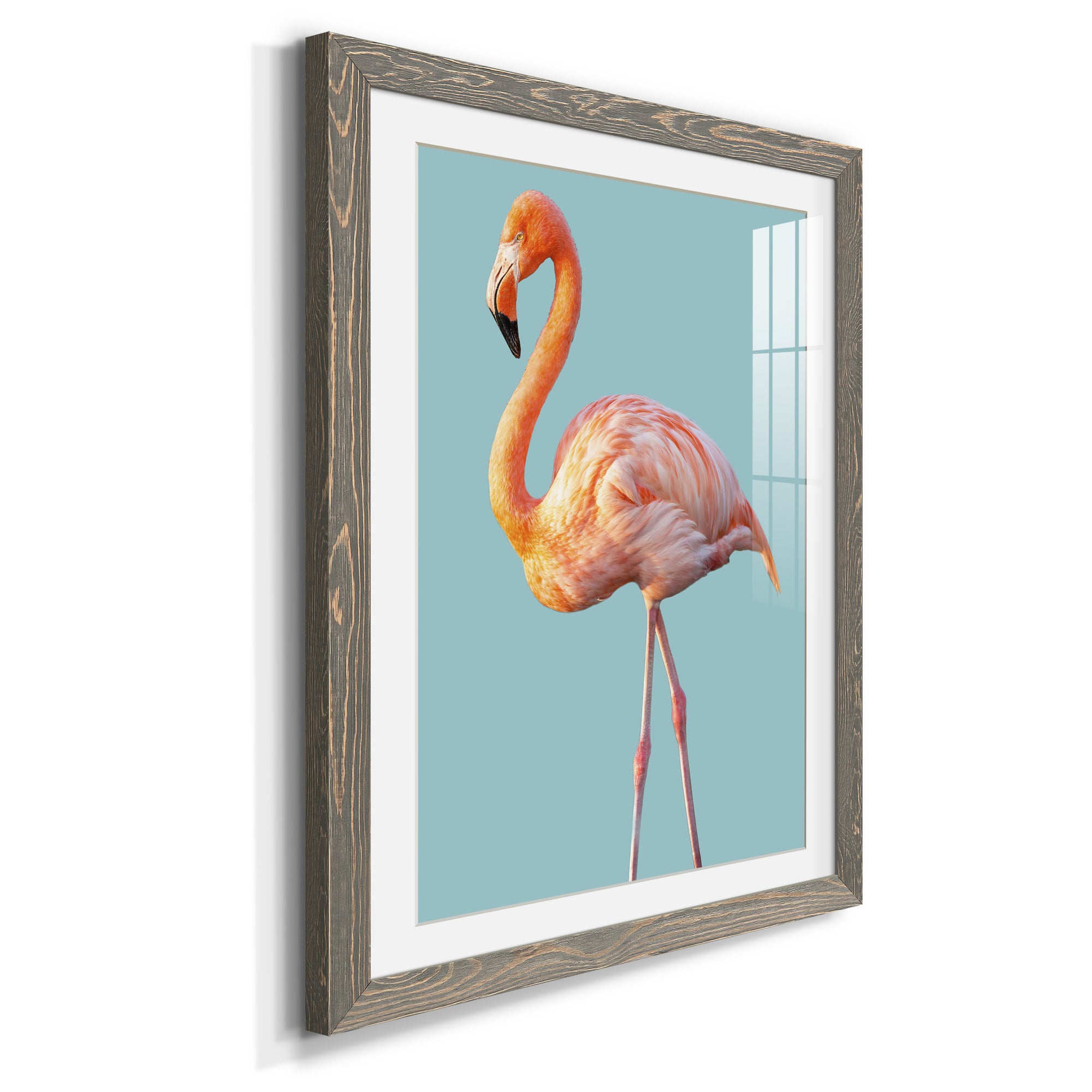 Flamingo - Barnwood
