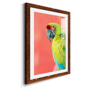 Green Macaw - Barnwood