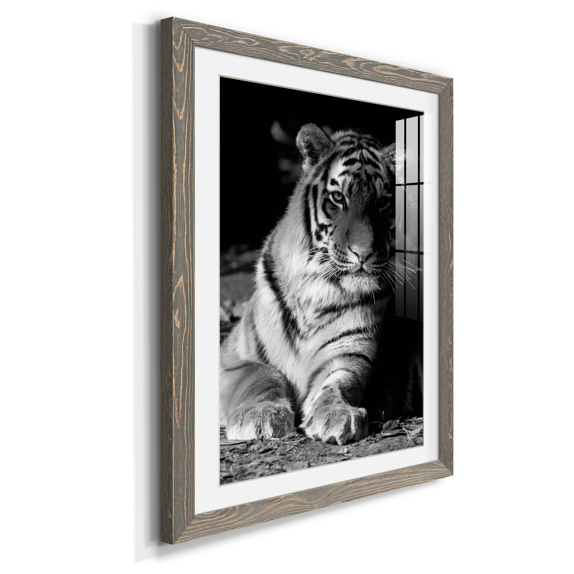 Tiger Repose - Barnwood Framed Art Print