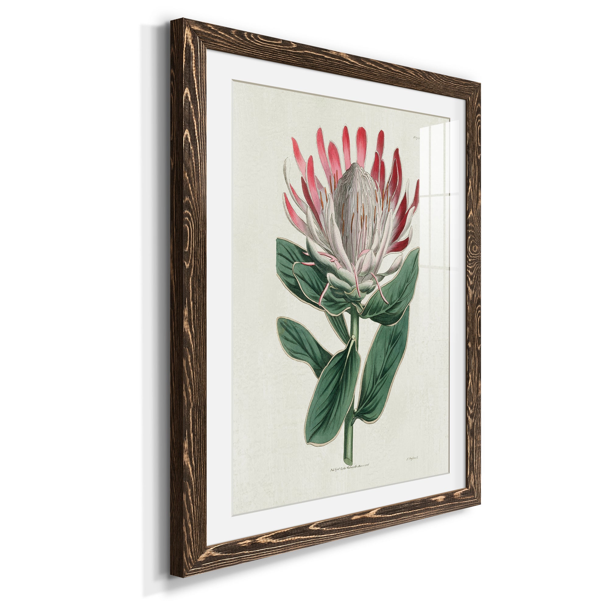 Protea N13 - Barnwood Framed Art Print