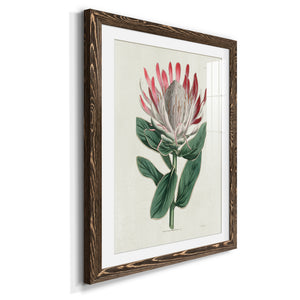 Protea N13 - Barnwood Framed Art Print
