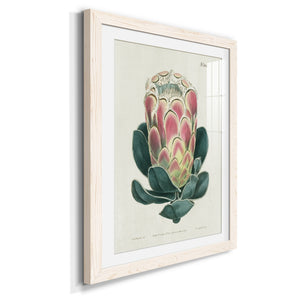 Protea N83 - Barnwood Framed Art Print