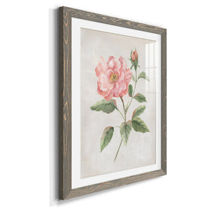 Grandiflora II - Barnwood Framed Art Print