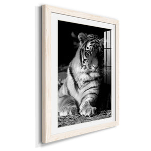 Tiger Repose - Barnwood Framed Art Print