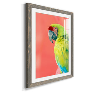 Green Macaw - Barnwood