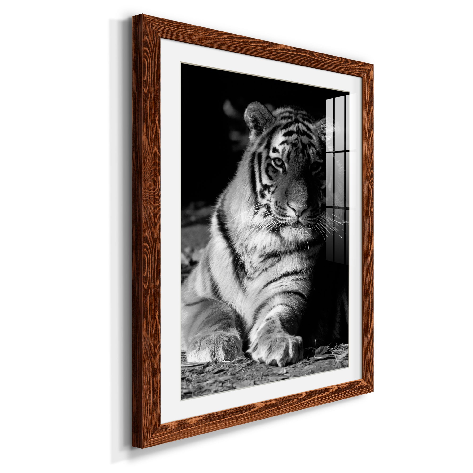 Tiger Repose - Barnwood Framed Art Print