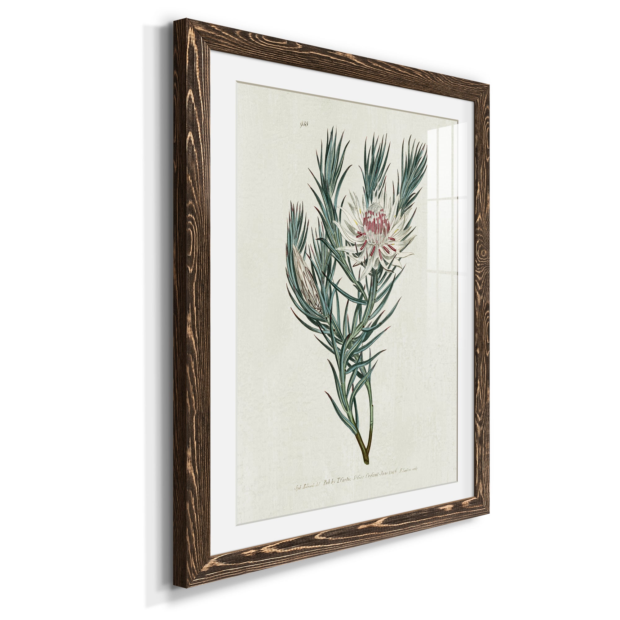 Protea N33 - Barnwood Framed Art Print