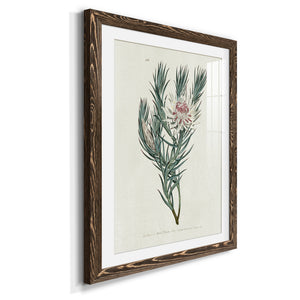 Protea N33 - Barnwood Framed Art Print