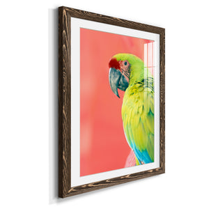 Green Macaw - Barnwood