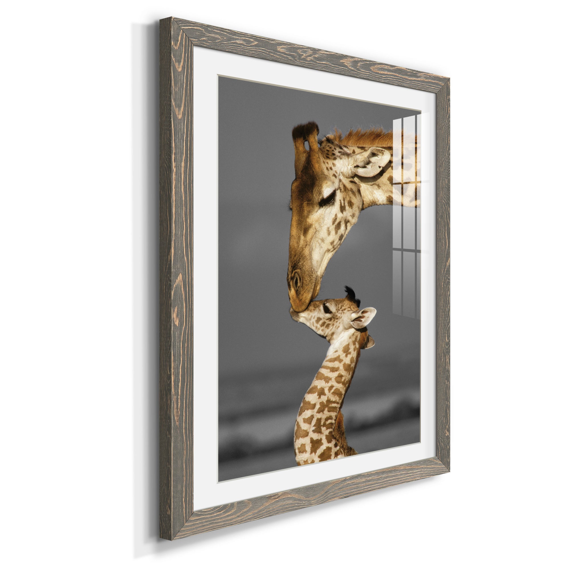 Masai Mara Giraffe Family - Premium Framed Print - Distressed Barnwood Frame - Ready to Hang
