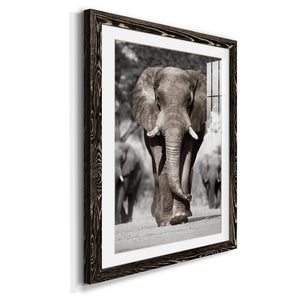 Botswana Patriarch - Barnwood Framed Art Print