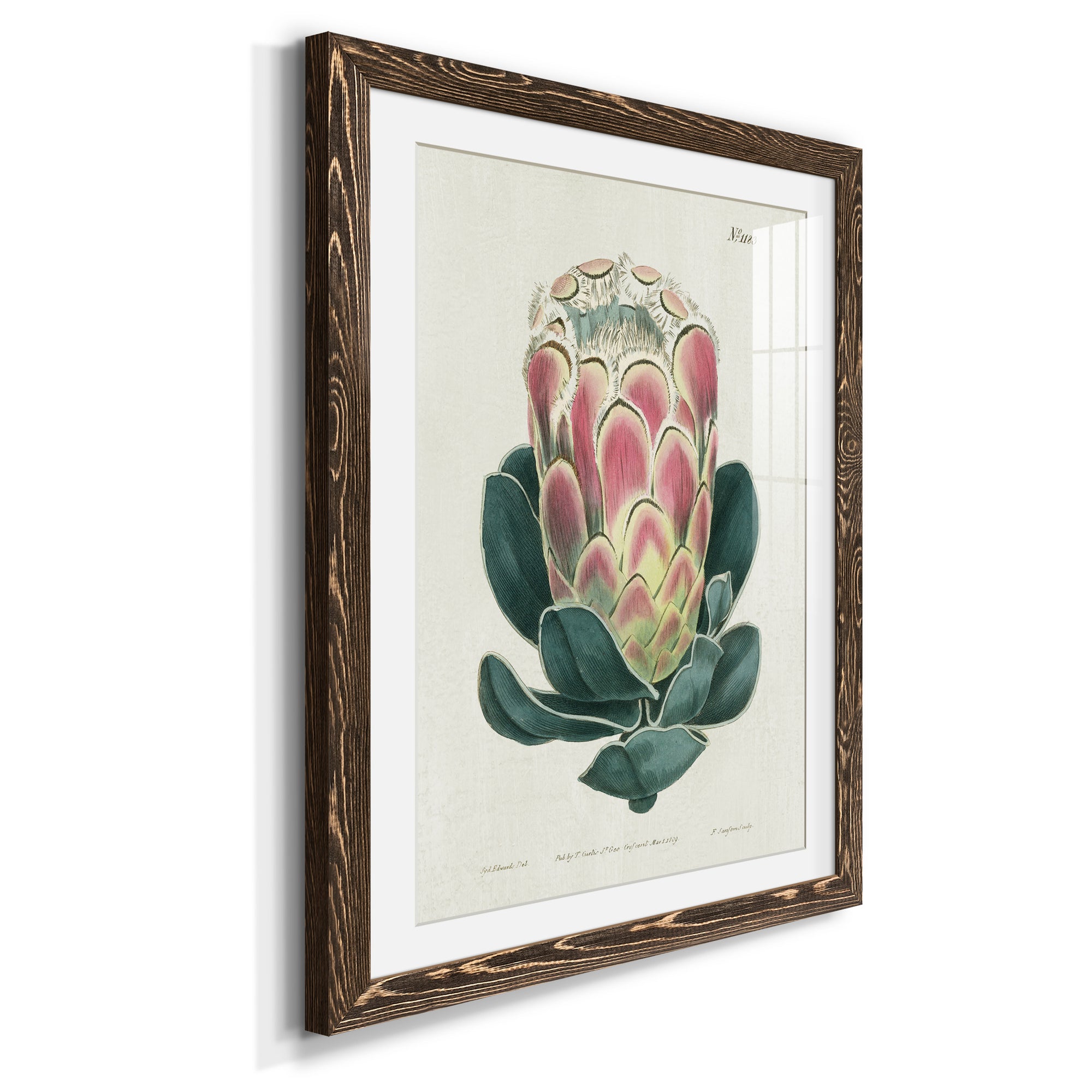 Protea N83 - Barnwood Framed Art Print