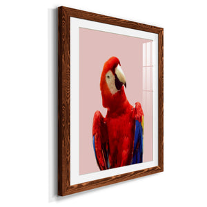 Honduras Wildlife - Barnwood