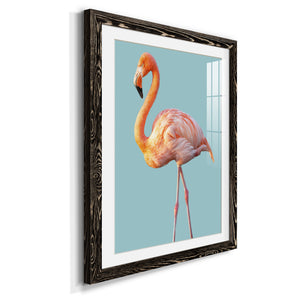 Flamingo - Barnwood