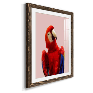 Honduras Wildlife - Barnwood