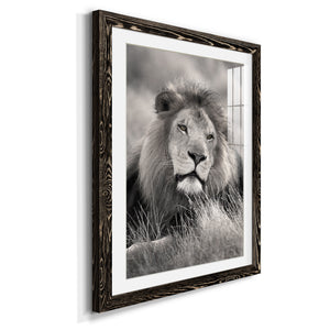 Pride of the Pride - Barnwood Framed Art Print