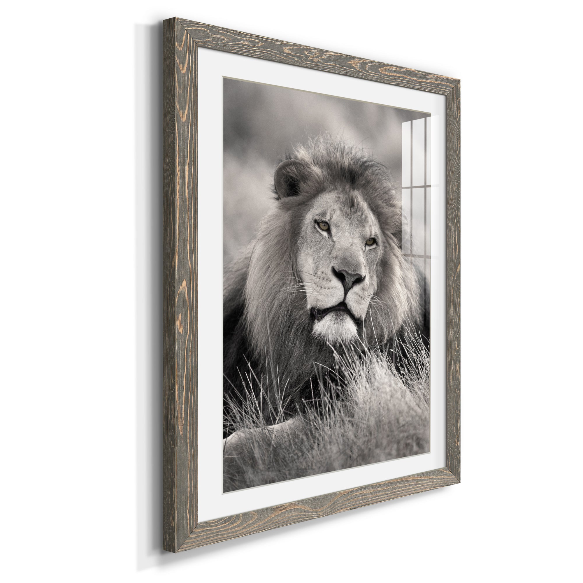 Pride of the Pride - Barnwood Framed Art Print