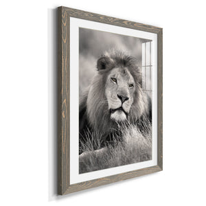 Pride of the Pride - Barnwood Framed Art Print