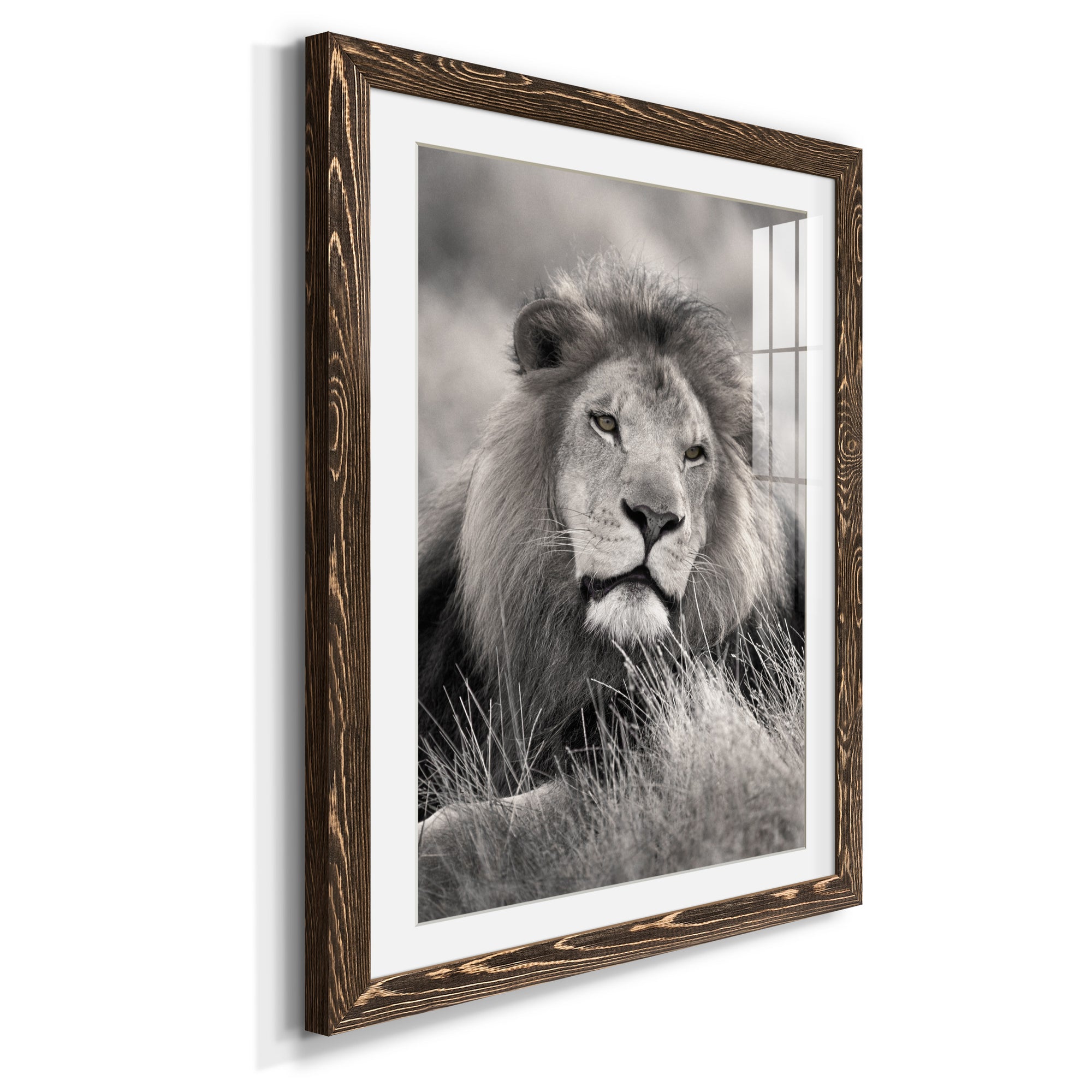 Pride of the Pride - Barnwood Framed Art Print