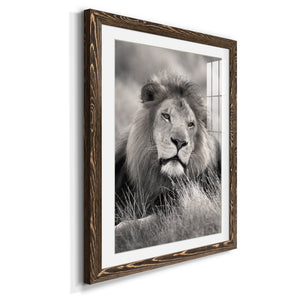 Pride of the Pride - Barnwood Framed Art Print