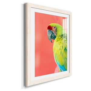 Green Macaw - Barnwood