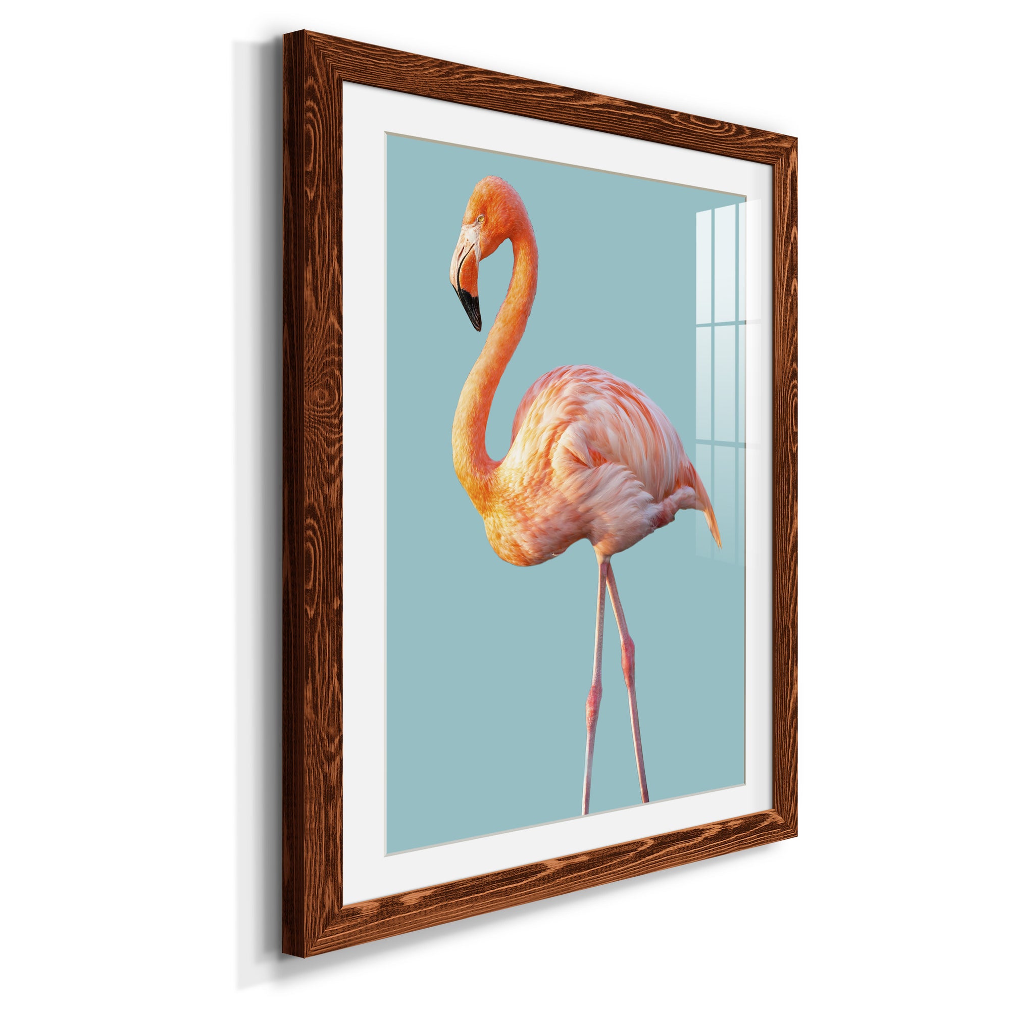 Flamingo - Barnwood