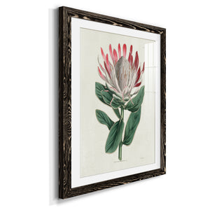 Protea N13 - Barnwood Framed Art Print
