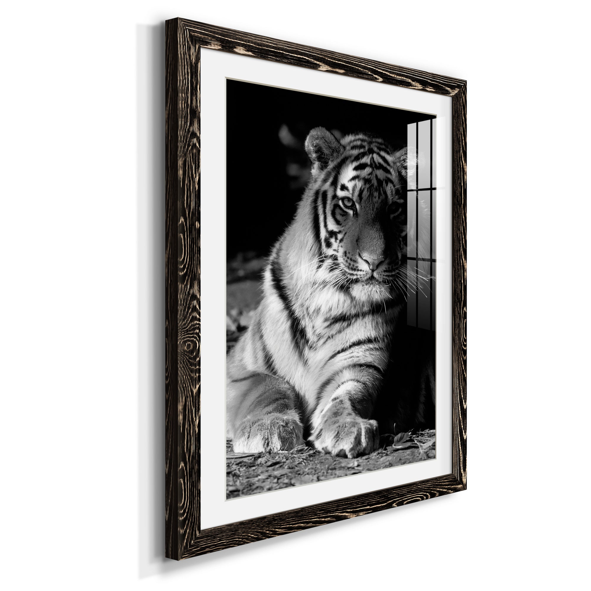Tiger Repose - Barnwood Framed Art Print