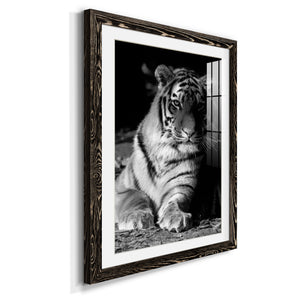 Tiger Repose - Barnwood Framed Art Print