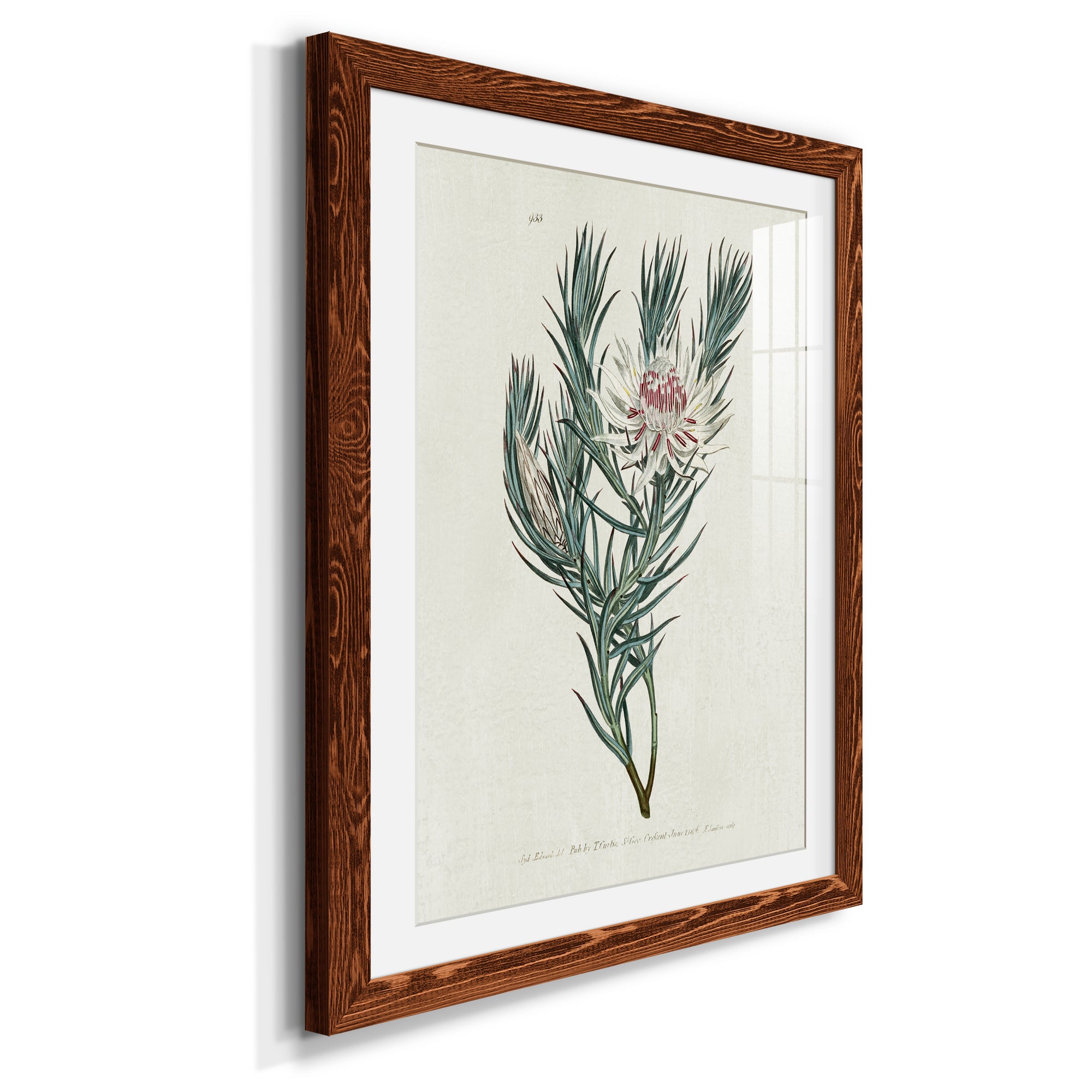 Protea N33 - Barnwood Framed Art Print