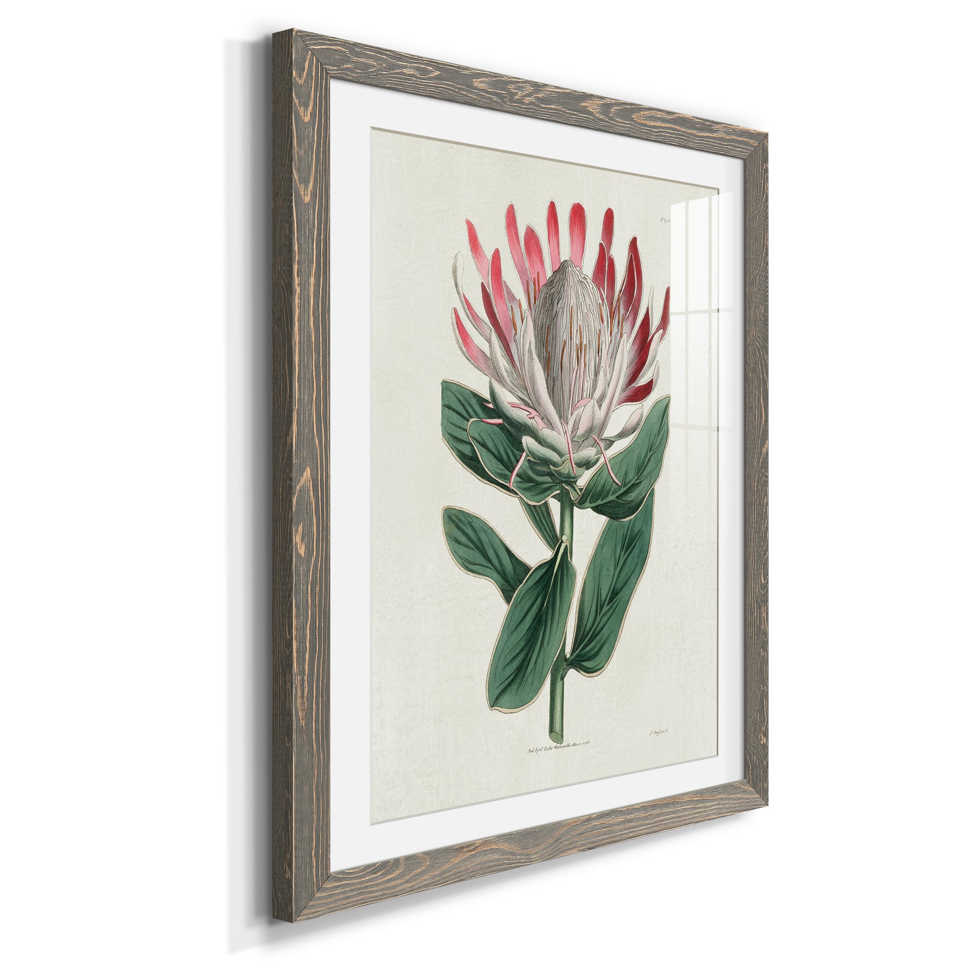 Protea N13 - Barnwood Framed Art Print