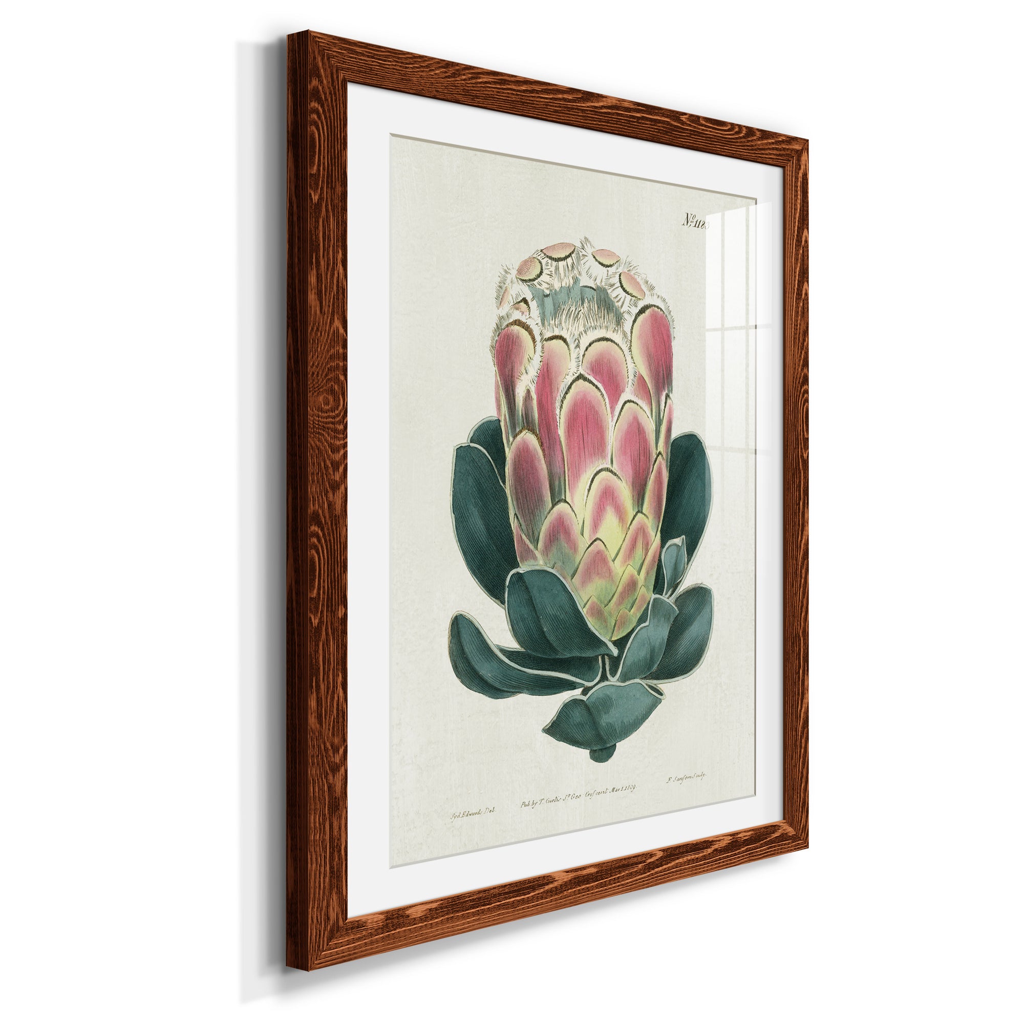 Protea N83 - Barnwood Framed Art Print