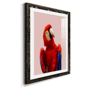 Honduras Wildlife - Barnwood
