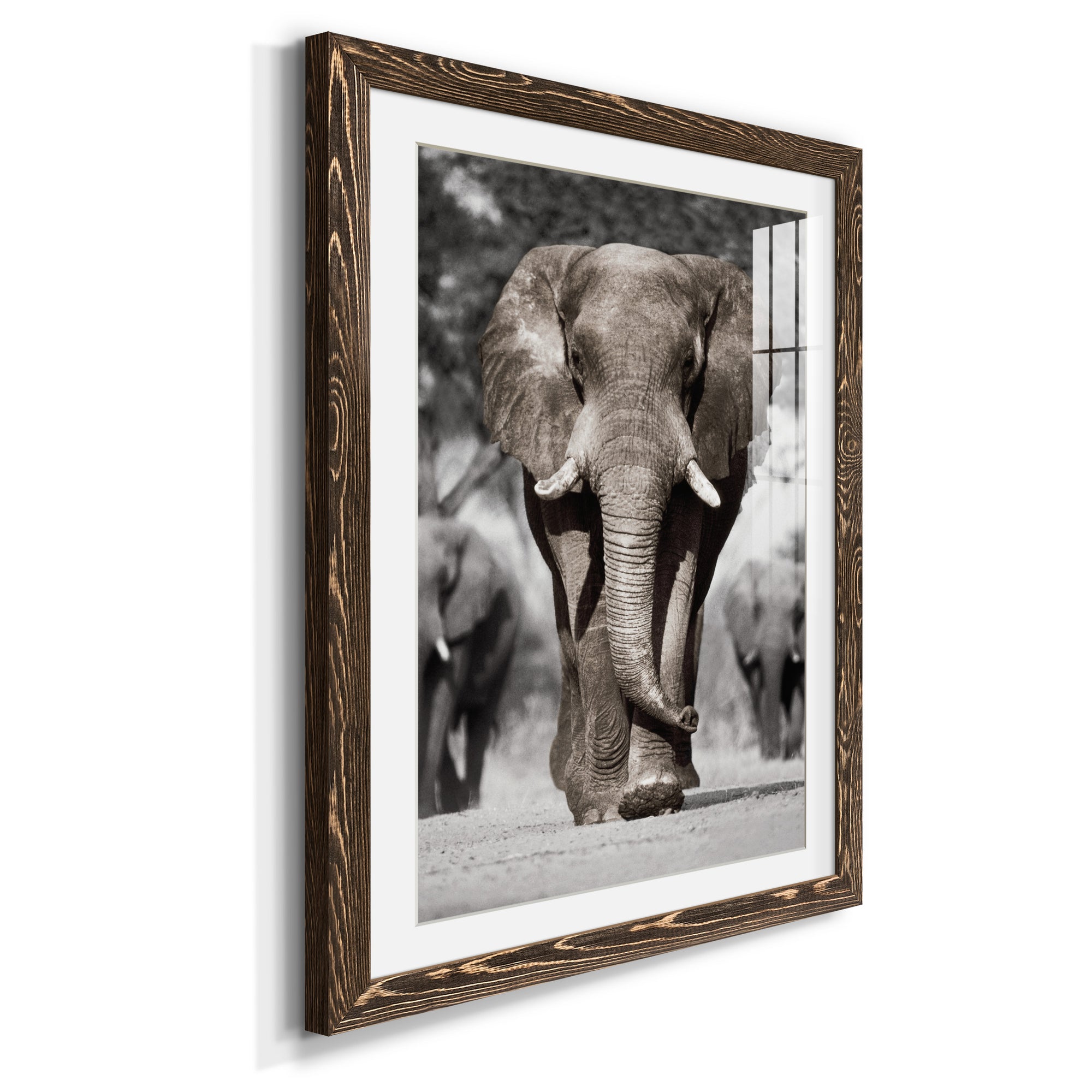 Botswana Patriarch - Barnwood Framed Art Print