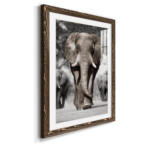 Botswana Patriarch - Barnwood Framed Art Print