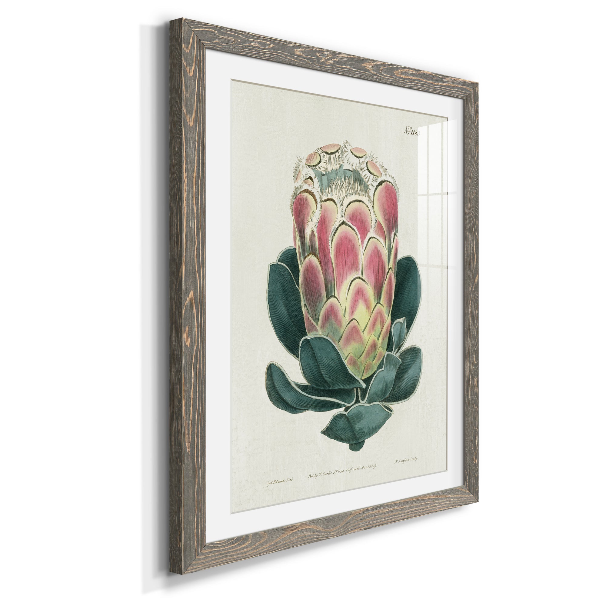 Protea N83 - Barnwood Framed Art Print
